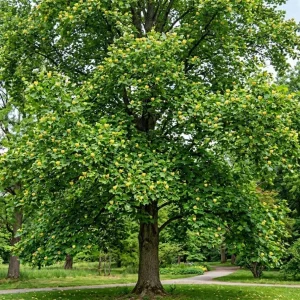 2 Pack Tulip Poplar Live Plant 8-12" Tall - Yellow Blooming Deciduous Tree in Quart Pot - Image 1