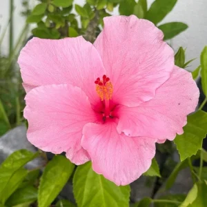 2 Seminole Pink Hibiscus Live Plants, 5-7 inches Tall, Tropical Flowering Shrub - Image 2