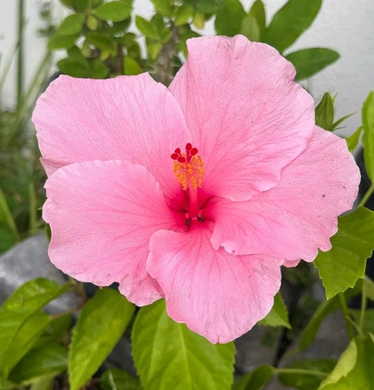 2 Seminole Pink Hibiscus Live Plants, 5-7 inches Tall, Tropical Flowering Shrub - Image 2