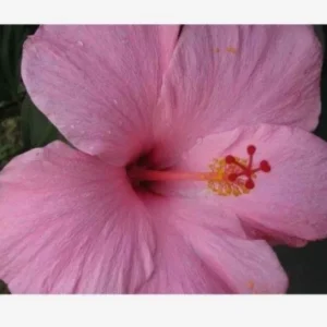 2 Seminole Pink Hibiscus Live Plants, 5-7 inches Tall, Tropical Flowering Shrub - Image 3