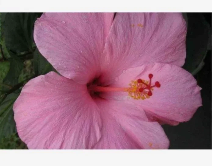2 Seminole Pink Hibiscus Live Plants, 5-7 inches Tall, Tropical Flowering Shrub - Image 3