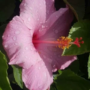 2 Seminole Pink Hibiscus Live Plants, 5-7 inches Tall, Tropical Flowering Shrub - Image 4