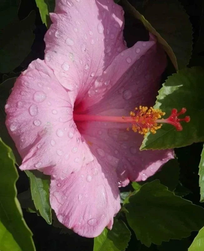 2 Seminole Pink Hibiscus Live Plants, 5-7 inches Tall, Tropical Flowering Shrub - Image 4