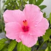 2 Seminole Pink Hibiscus Live Plants, 5-7 inches Tall, Tropical Flowering Shrub - Image 1