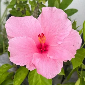 2 Seminole Pink Hibiscus Live Plants, 5-7 inches Tall, Tropical Flowering Shrub - Image 1