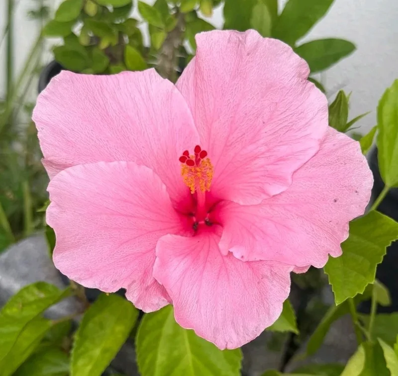2 Seminole Pink Hibiscus Live Plants, 5-7 inches Tall, Tropical Flowering Shrub - Image 1