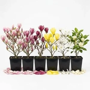 3 Live Magnolia Trees - Random Variety, 6-12 Inch Tall, 2.5 Inch Pot, Outdoor Flowering Shrubs - Image 1