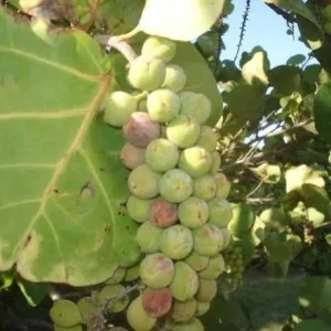 3 Sea Grape Live Plants (Coccoloba uvifera) – 10-15