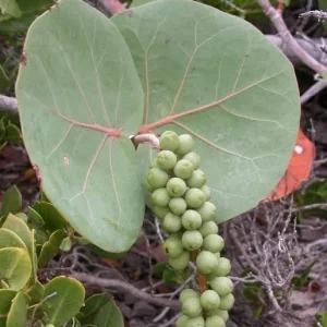 3 Sea Grape Live Plants (Coccoloba uvifera) – 10-15