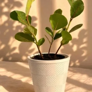 3 Sea Grape Live Plants (Coccoloba uvifera) – 10-15