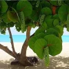 3 Sea Grape Live Plants (Coccoloba uvifera) – 10-15" Tall in 4" Pot – Tropical Shrub - Image 1