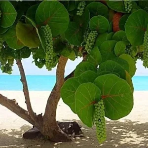 3 Sea Grape Live Plants (Coccoloba uvifera) – 10-15