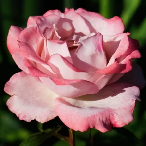 30+ White Pink Hybrid Tea Rose Seeds - Perennial Flower Seeds - Mix Seeds - Image 11