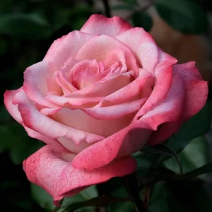 30+ White Pink Hybrid Tea Rose Seeds - Perennial Flower Seeds - Mix Seeds - Image 12