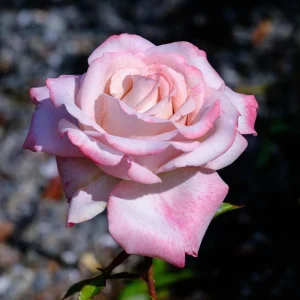 30+ White Pink Hybrid Tea Rose Seeds - Perennial Flower Seeds - Mix Seeds - Image 13
