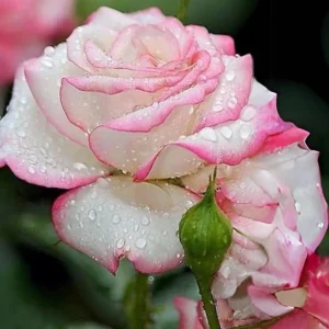 30+ White Pink Hybrid Tea Rose Seeds - Perennial Flower Seeds - Mix Seeds - Image 14