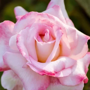 30+ White Pink Hybrid Tea Rose Seeds - Perennial Flower Seeds - Mix Seeds - Image 15
