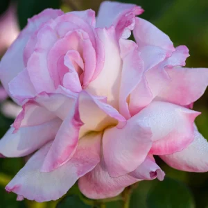30+ White Pink Hybrid Tea Rose Seeds - Perennial Flower Seeds - Mix Seeds - Image 16