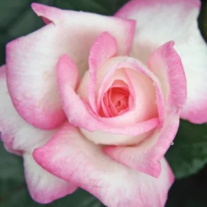 30+ White Pink Hybrid Tea Rose Seeds - Perennial Flower Seeds - Mix Seeds - Image 17