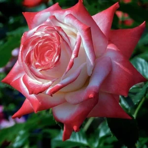 30+ White Pink Hybrid Tea Rose Seeds - Perennial Flower Seeds - Mix Seeds - Image 2