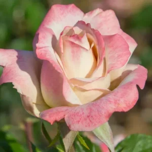 30+ White Pink Hybrid Tea Rose Seeds - Perennial Flower Seeds - Mix Seeds - Image 3