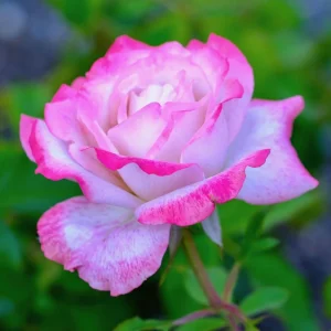 30+ White Pink Hybrid Tea Rose Seeds - Perennial Flower Seeds - Mix Seeds - Image 4