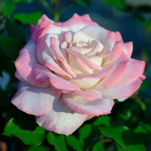 30+ White Pink Hybrid Tea Rose Seeds - Perennial Flower Seeds - Mix Seeds - Image 5