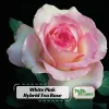30+ White Pink Hybrid Tea Rose Seeds - Perennial Flower Seeds - Mix Seeds - Image 1