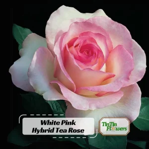 30+ White Pink Hybrid Tea Rose Seeds - Perennial Flower Seeds - Mix Seeds - Image 1