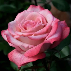30+ White Pink Hybrid Tea Rose Seeds - Perennial Flower Seeds - Mix Seeds - Image 7