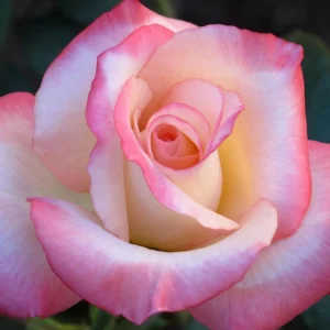 30+ White Pink Hybrid Tea Rose Seeds - Perennial Flower Seeds - Mix Seeds - Image 8