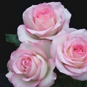 30+ White Pink Hybrid Tea Rose Seeds - Perennial Flower Seeds - Mix Seeds - Image 9