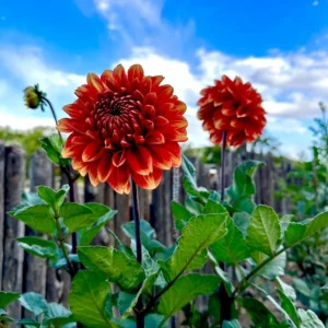 40+ Lowrider Dahlia Seeds - Heirloom Pollinator Friendly Flower Mix - Image 10