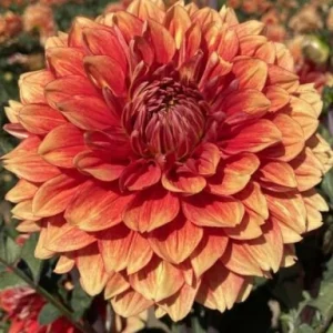 40+ Lowrider Dahlia Seeds - Heirloom Pollinator Friendly Flower Mix - Image 11