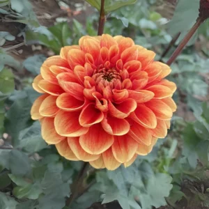 40+ Lowrider Dahlia Seeds - Heirloom Pollinator Friendly Flower Mix - Image 12