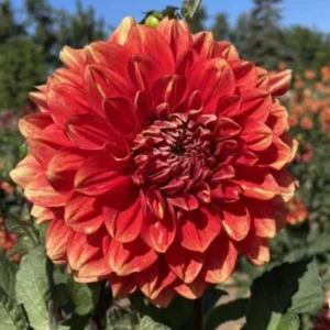 40+ Lowrider Dahlia Seeds - Heirloom Pollinator Friendly Flower Mix - Image 13
