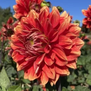 40+ Lowrider Dahlia Seeds - Heirloom Pollinator Friendly Flower Mix - Image 14