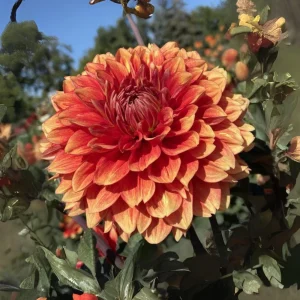 40+ Lowrider Dahlia Seeds - Heirloom Pollinator Friendly Flower Mix - Image 15