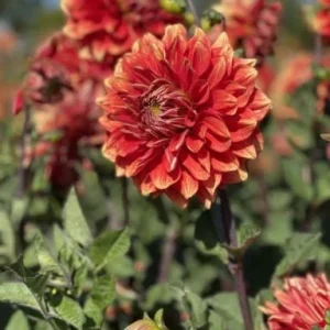 40+ Lowrider Dahlia Seeds - Heirloom Pollinator Friendly Flower Mix - Image 2