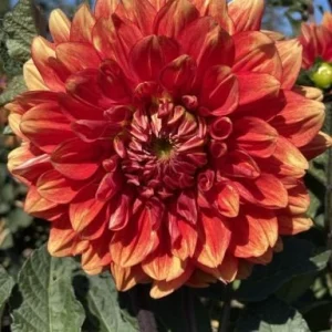 40+ Lowrider Dahlia Seeds - Heirloom Pollinator Friendly Flower Mix - Image 3
