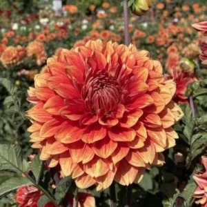 40+ Lowrider Dahlia Seeds - Heirloom Pollinator Friendly Flower Mix - Image 4