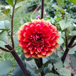 40+ Lowrider Dahlia Seeds - Heirloom Pollinator Friendly Flower Mix - Image 5