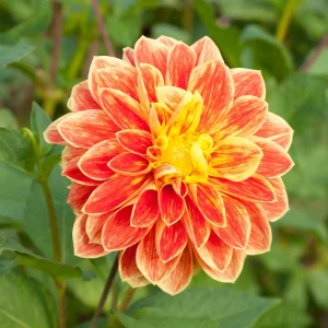 40+ Lowrider Dahlia Seeds - Heirloom Pollinator Friendly Flower Mix - Image 6
