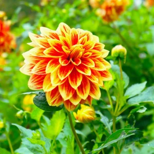 40+ Lowrider Dahlia Seeds - Heirloom Pollinator Friendly Flower Mix - Image 7