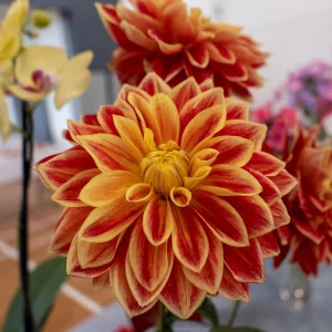 40+ Lowrider Dahlia Seeds - Heirloom Pollinator Friendly Flower Mix - Image 8