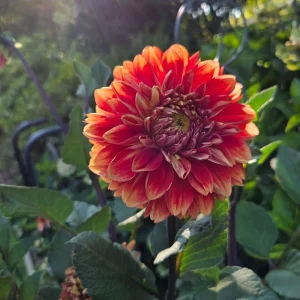 40+ Lowrider Dahlia Seeds - Heirloom Pollinator Friendly Flower Mix - Image 9