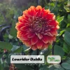 40+ Lowrider Dahlia Seeds - Heirloom Pollinator Friendly Flower Mix - Image 1