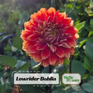 40+ Lowrider Dahlia Seeds - Heirloom Pollinator Friendly Flower Mix - Image 1