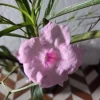 5 Pink Mexican Petunia Live Plants (Ruellia Simplex) – 5-7" Tall Plug Size - Image 1