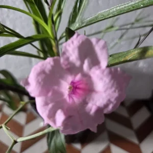 5 Pink Mexican Petunia Live Plants (Ruellia Simplex) – 5-7" Tall Plug Size - Image 1